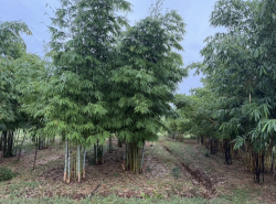 รถมือสอง อสังหาริมทรัพย์ ที่ดิน ปี 0 