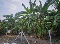 รถมือสอง อสังหาริมทรัพย์ ที่ดิน ปี 0 
