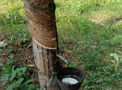 รถมือสอง อสังหาริมทรัพย์ ที่ดิน ปี 0 