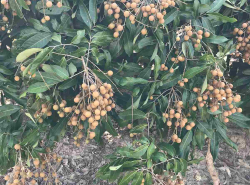 รถมือสอง อสังหาริมทรัพย์ ที่ดิน ปี 0 