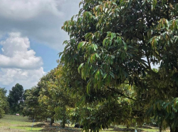 รถมือสอง อสังหาริมทรัพย์ ที่ดิน ปี 0 