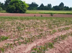 รถมือสอง อสังหาริมทรัพย์ ที่ดิน ปี 0 